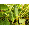 Cornichon