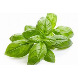 Basilic