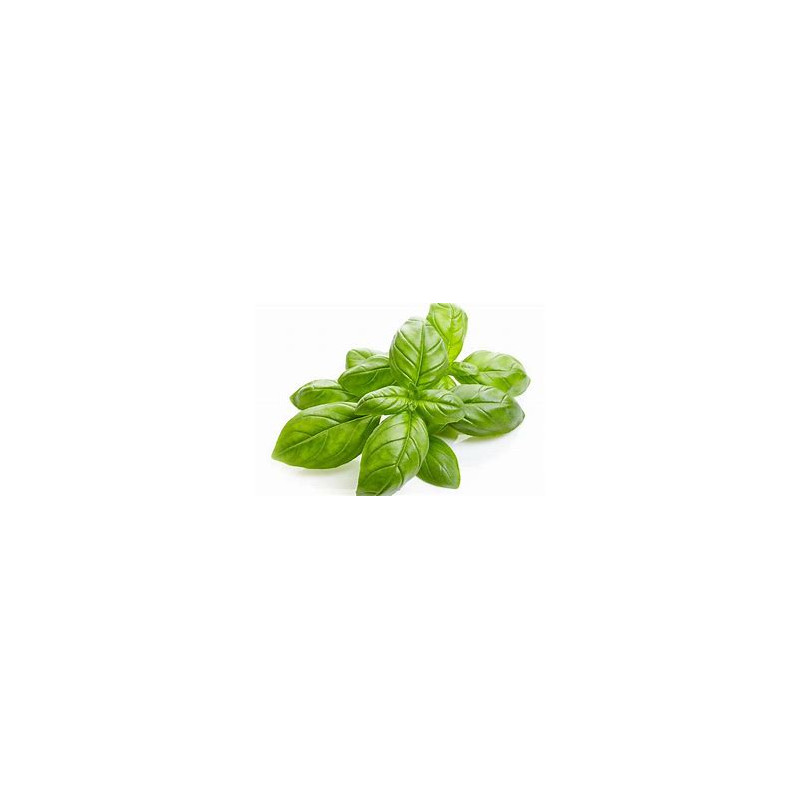 Basilic