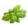 Basilic