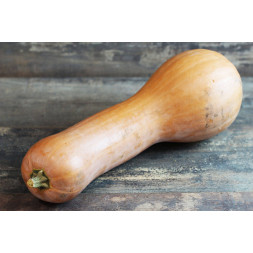 Courge Longue de Nice