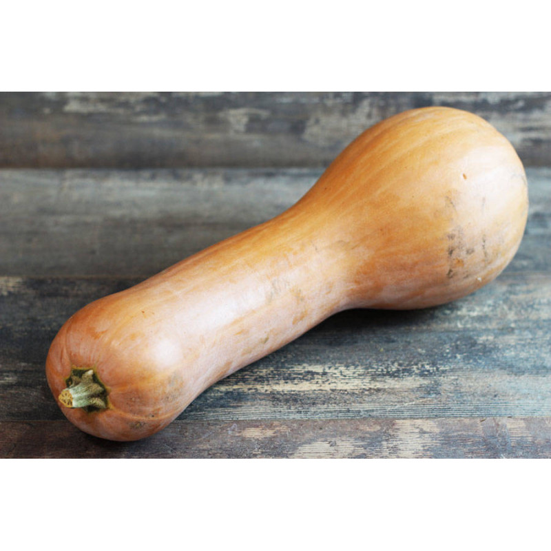Courge Longue de Nice