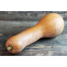 Courge Longue de Nice