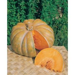 Courge Musquée de Provence