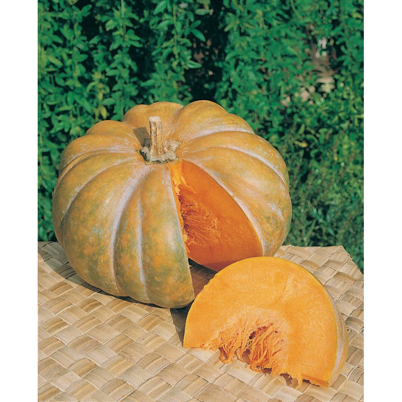 Courge Musquée de Provence