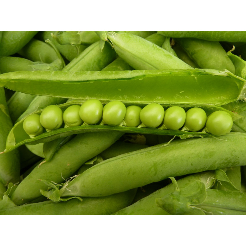 Pois à Ecosser