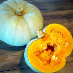 Courge Potiron Bleu de Hongrie