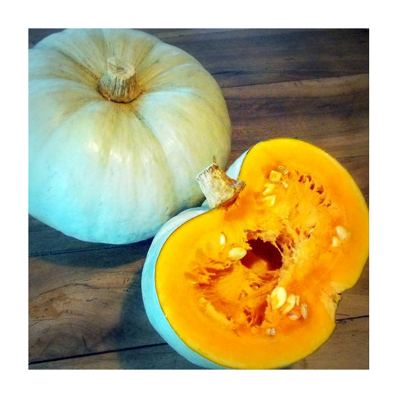 Courge Potiron Bleu de Hongrie