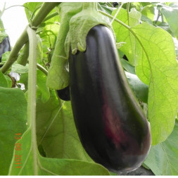 Aubergine