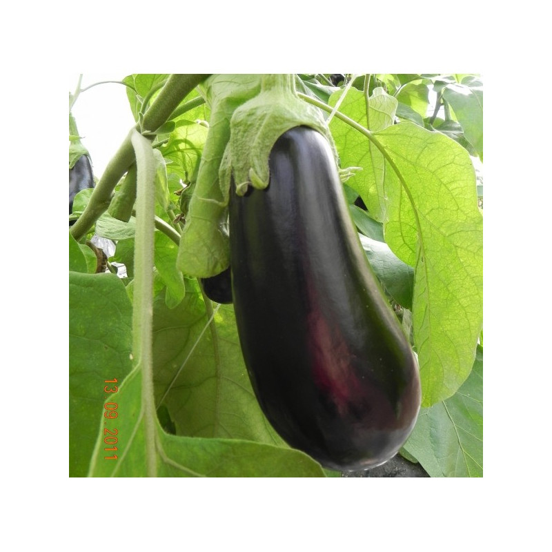 Aubergine