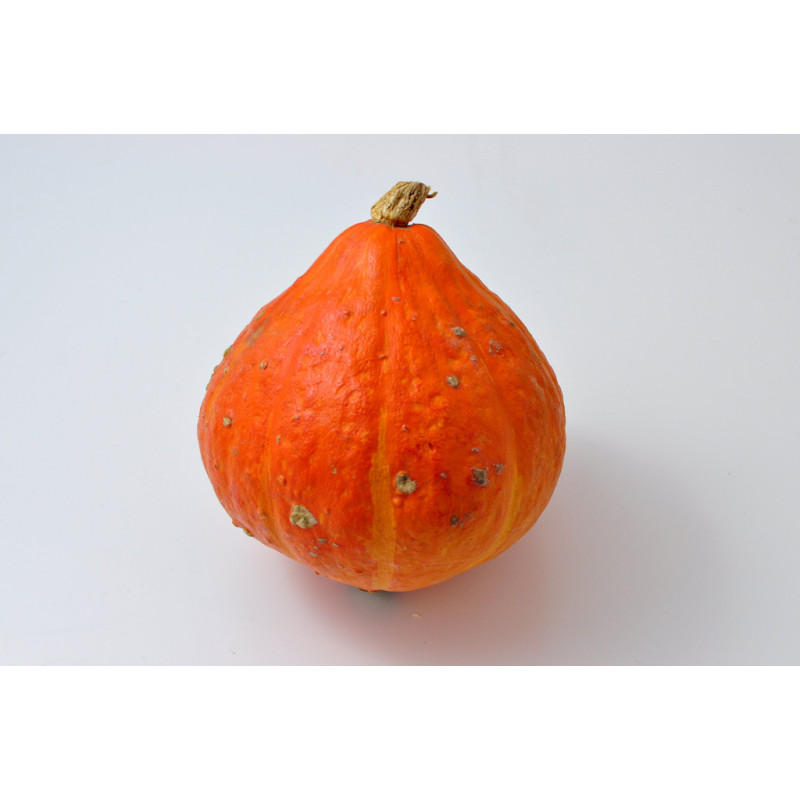 Courge Potimarron Angélique