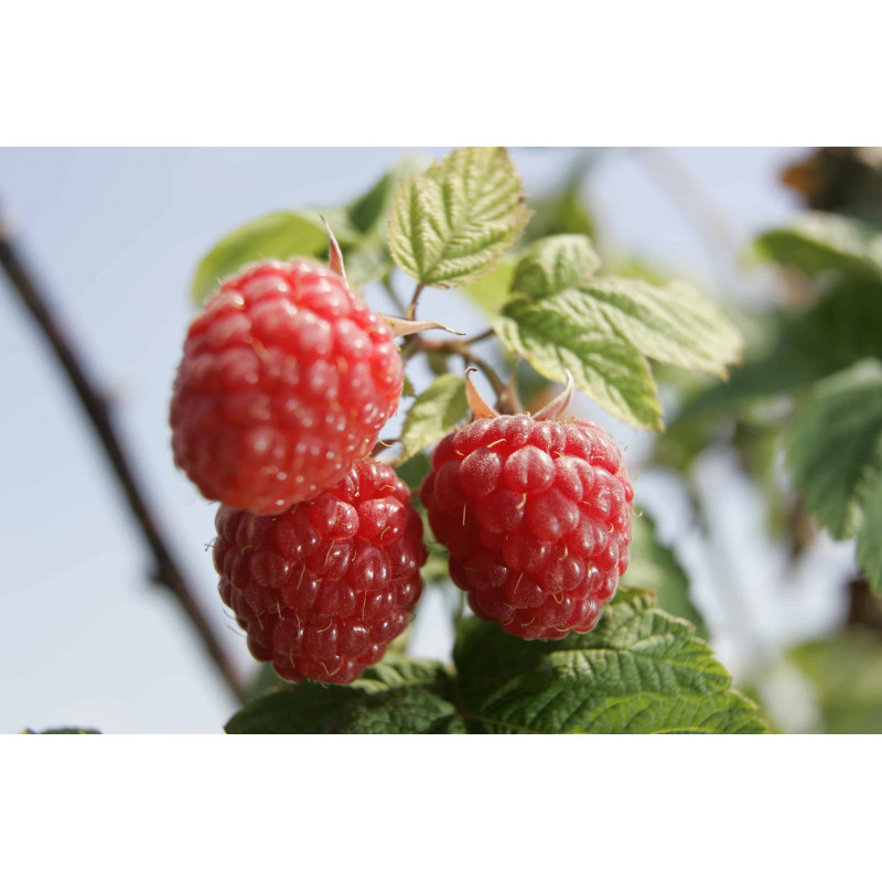 Framboise