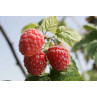 Framboise