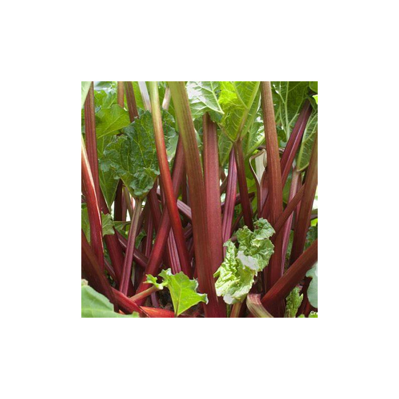 Rhubarbe