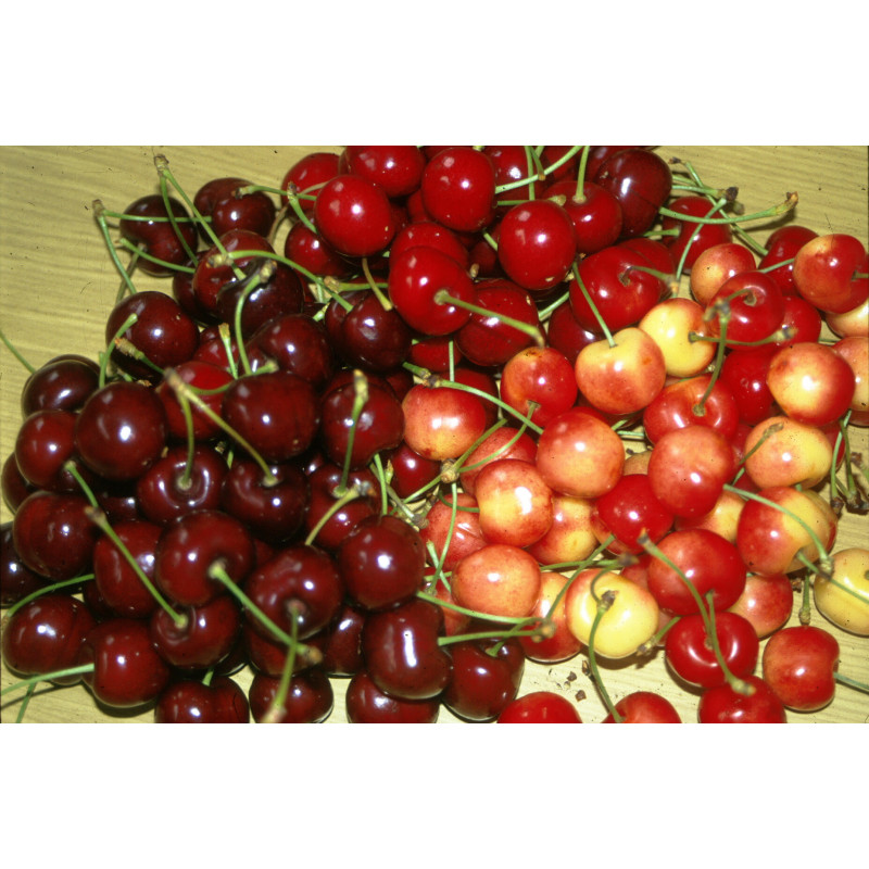 Cerise