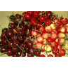 Cerise