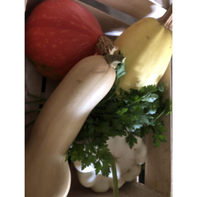 Panier "découverte courges"